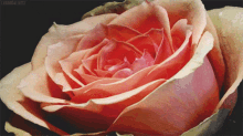 Pink Rose GIF - Pink Rose Friday GIFs