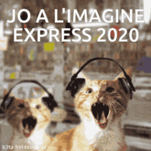 Jo Al Imagine Express2020 Cats GIF - Jo Al Imagine Express2020 Cats Headbang GIFs
