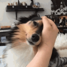 doggo petting pet nuzzle dog