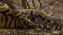 covering my eyes searching for the tigress secret life of tigers nat geo wild im trying to sleep here