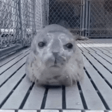 a seal is sitting on a wooden floor in a cage looking at the camera