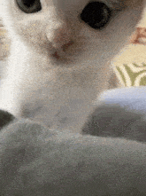 Cat Wakeup Meow GIF