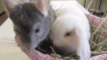Can Chinchillas And Rabbits Live Together GIF - Can Chinchillas And Rabbits Live Together GIFs