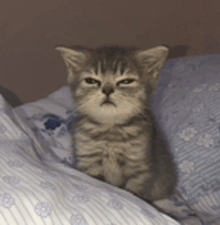 a kitten is sitting on a bed and looking at the camera with an angry look on its face