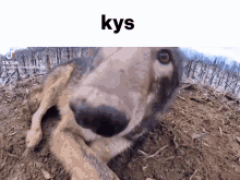 Kys Wolf GIF - Kys Wolf Wolf Bite GIFs