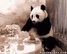 eat panda