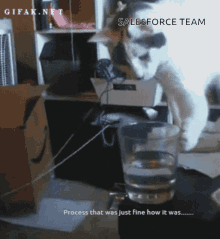 Salesforce Cat GIF - Salesforce Cat GIFs