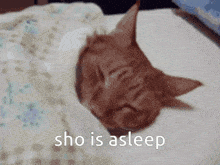 Sho Asleep GIF - Sho Asleep Sleep GIFs