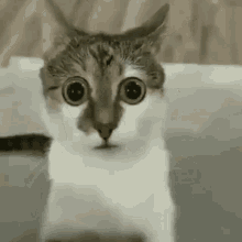 Cat Funny GIF - Cat Funny Weird GIFs