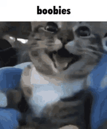 Boobies GIF - Boobies GIFs