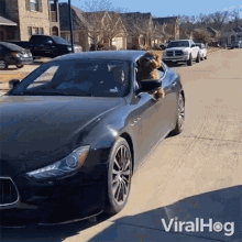 Dog Riding A Car Viralhog GIF
