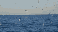 Diving Into The Sea 50shades Of Shark GIF - Diving Into The Sea 50shades Of Shark Flock Of Gennets GIFs
