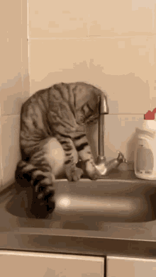 Cat Derp Faucet GIF - Cat Derp Faucet GIFs