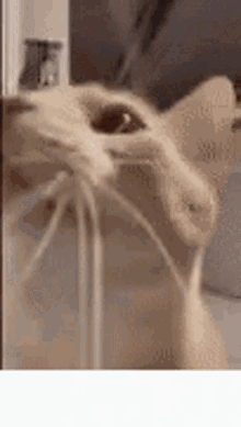 Dies Cat GIF - Dies Cat Cringe GIFs