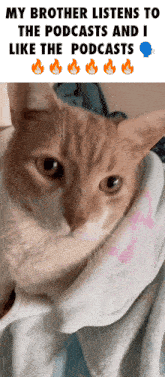 Butterscotch Butterscotch Cat GIF - Butterscotch Butterscotch Cat Cat GIFs