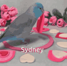 Sydney Parrotlet GIF - Sydney Parrotlet Love Parrotlet GIFs