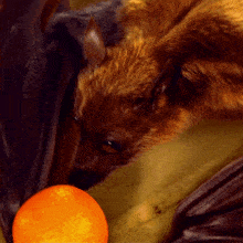bat fruit bat flying fox fruit orange