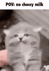 a kitten is being petted by a person while looking at the camera and a meme is being made about it .