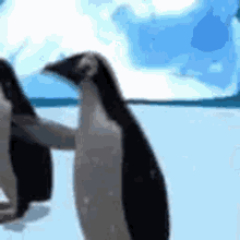 Dance Pingwiny GIF