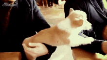 Xiao Rishu Corgi GIF - Xiao Rishu Corgi Puppy GIFs
