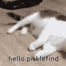 Picklefind Hello Picklefind GIF - Picklefind Hello Picklefind GIFs