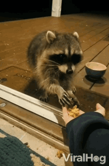 Eating Raccoon Viralhog GIF