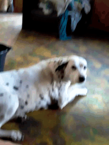 a dalmatian dog is standing on its hind legs and reaching for something