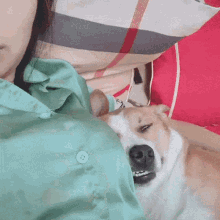 Cute Dog GIF - Cute Dog Sleeping GIFs