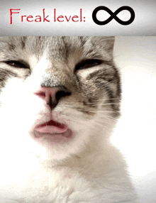a close up of a cat with the words freak level written on the bottom