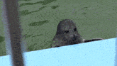 a seal is sticking its head out of the water and looking at the camera .