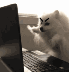 Dog Keyboard GIF - Dog Keyboard Work GIFs