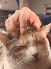 Panko Cat GIF - Panko Cat Scratch GIFs