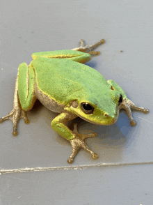 Frog Jumping GIF - Frog Jumping Excited GIFs