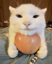 Gato Manzana GIF - Gato Manzana Apple GIFs