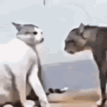 Cat Meme GIF - Cat Meme Fight GIFs