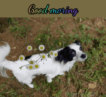 Good Morning Flower GIF - Good Morning Flower Puppy GIFs
