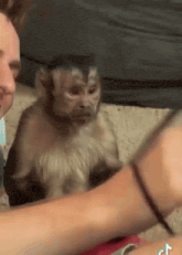 a monkey is sitting on a person 's arm looking at the camera .