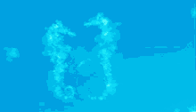 Seahorse GIF