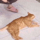Catnapping Cat Kidnap GIF