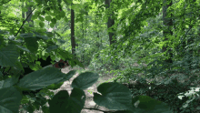 белсат Hiding GIF - белсат Hiding Forest GIFs