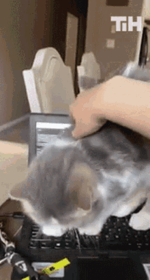 Pet This Is Happening GIF