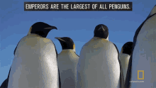 emperors are the largest of all penguins national geographic penguins all about the emperor penguin emperors are the biggest penguins of all