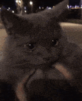 Crying Grey Cat Crying Cat GIF - Crying Grey Cat Crying Cat Nineillust GIFs