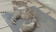 Downtown Tabby Cats GIF - Downtown Tabby Cats Playful GIFs