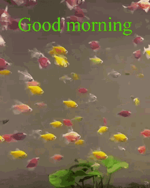 Aquarium Fish GIF