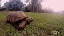 Walking A Turtle Helper GIF - Walking A Turtle Helper Running GIFs