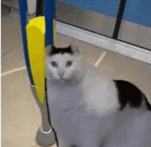 a white and black cat is sitting next to a yellow pole on a subway .