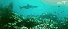 a shark is swimming over a coral reef with the words " wonderful indonesia " on the bottom