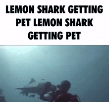 Lemon Shark Petted GIF