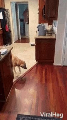 Dog Viralhog GIF - Dog Viralhog Dog Scared Of Floorboard Finds Genius Solution GIFs